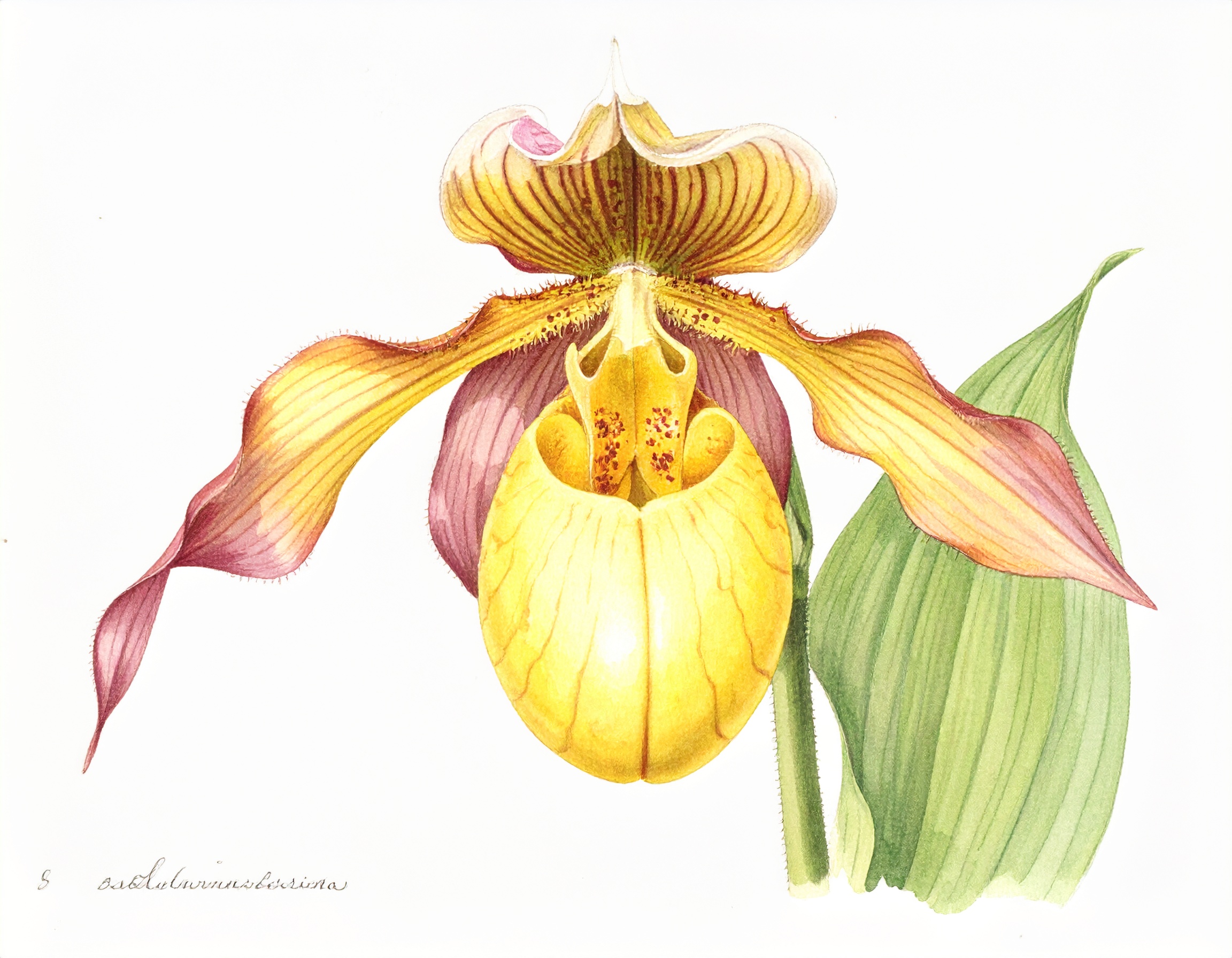 Yellow Lady's Slipper