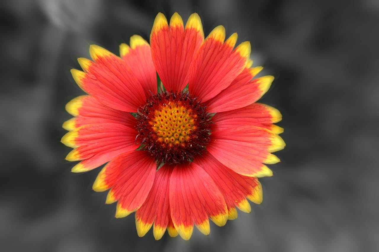 Blanket Flower