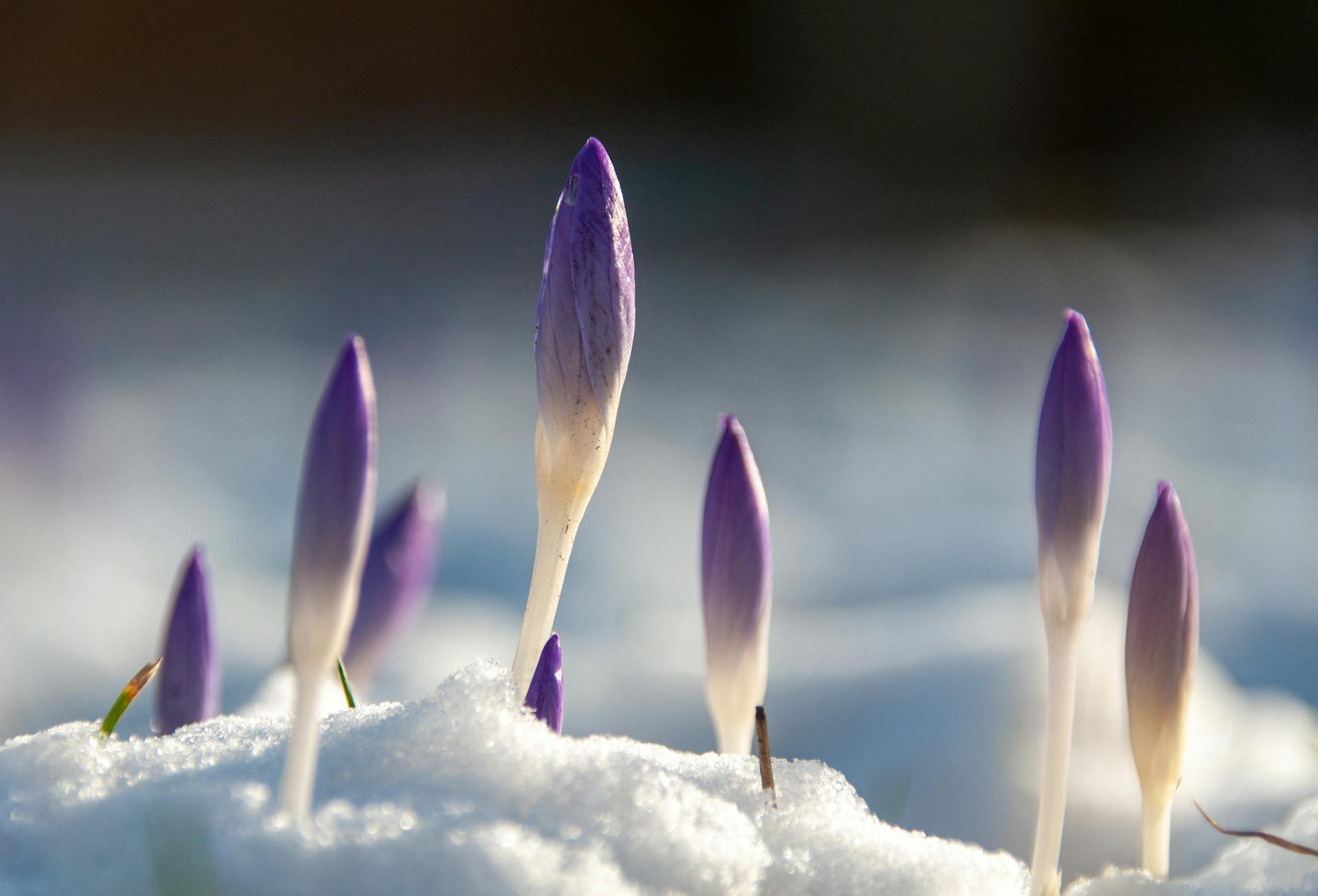 Prairie Crocus