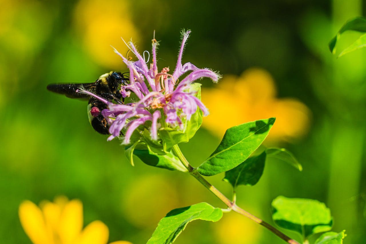 Wild Bergamot